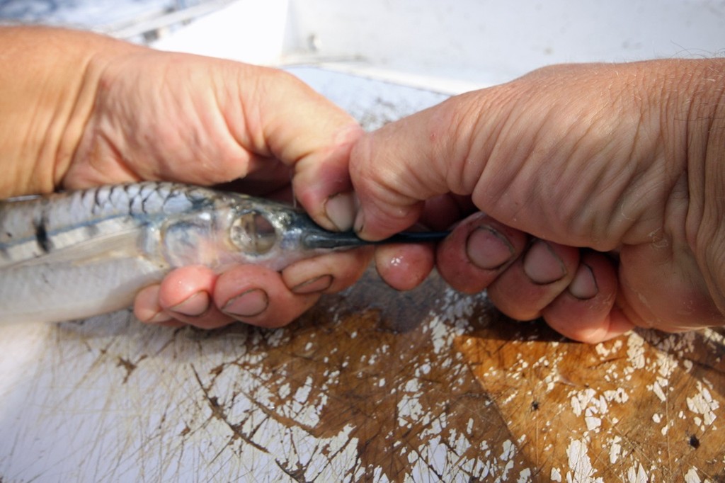 Snap off the Bill of the gar. © Jarrod Day